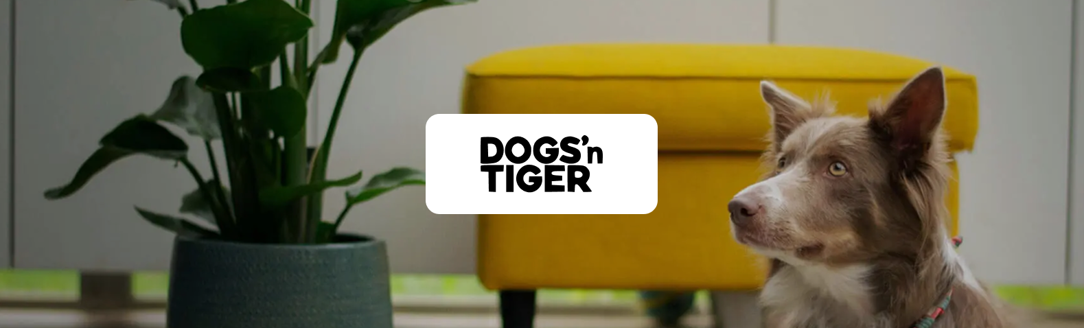 Ein Hunde liegt vor einem Futternapf mit Trockenfutter und wartet geduldig. In unserer Story erfährst du, wie Dogs'n Tiger dank Xentral die Geschäftsprozesse optimiert und den Grundstein für den Lebensmitteleinzelhandel legt.