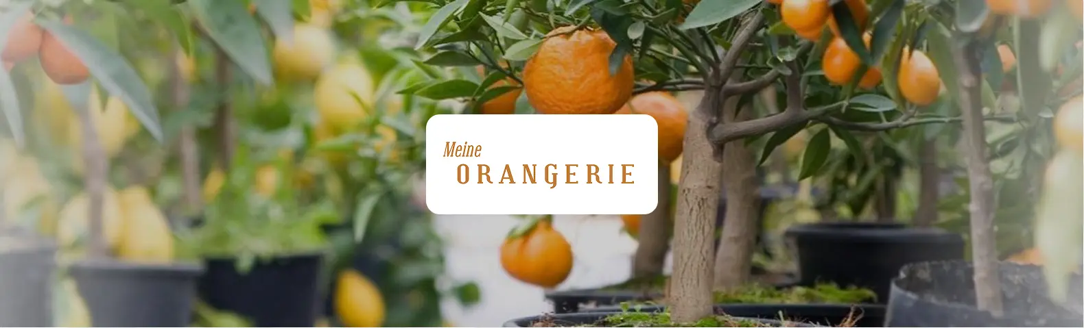 Zitruspflanzen in schwarzen Töpfen: ein Orangenbäumchen mit reifen Früchten im Vordergrund, dahinter Zitronenbäume in einer Gärtnerei. In der Bildmitte das Logo "Meine Orangerie".